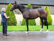 WG031025-60 - Jaramillo